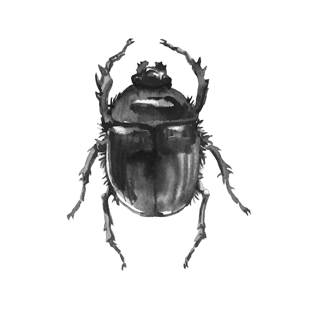 A dung beetle. The scarab.  A sacred symbol of Ancient Egypt. Traced watercolor.