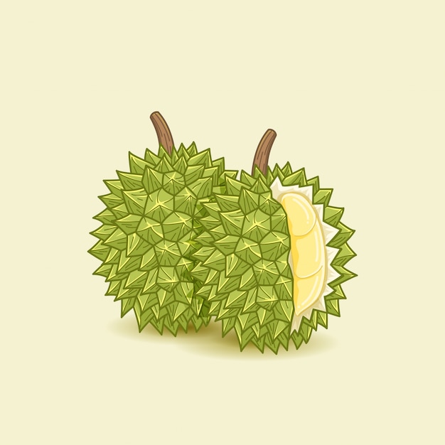 Durian food illustration