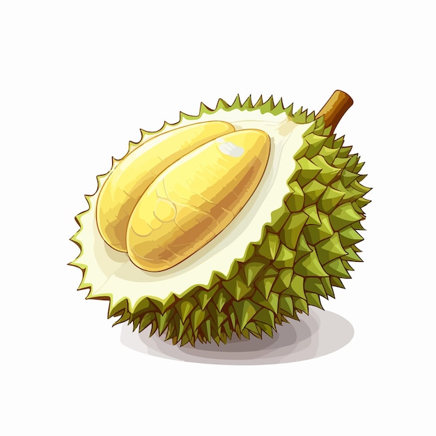 Durian Fruit Vector Illustration Isolated on White Background