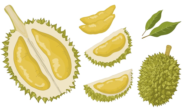 Durian set of isolated items.