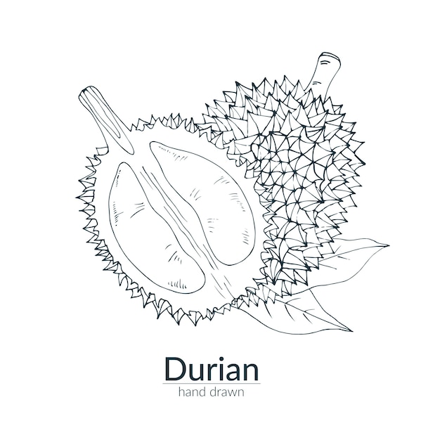 Durian whole and cut off, monochrome color. hand drawn illustration. Card, poster, template.