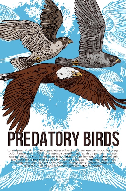 Eagle falcon and hawk predatory birds vector