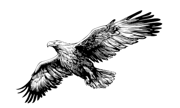 Eagle flying isolated on white background hand drawn sketch vector