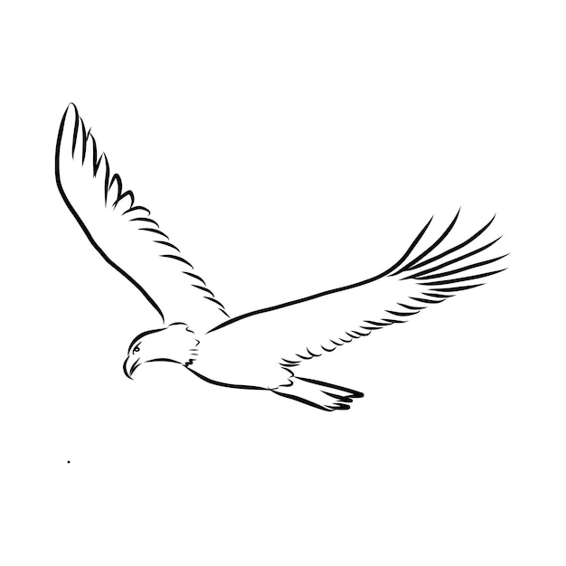 Eagle - hand drawn vector llustration realistic sketch