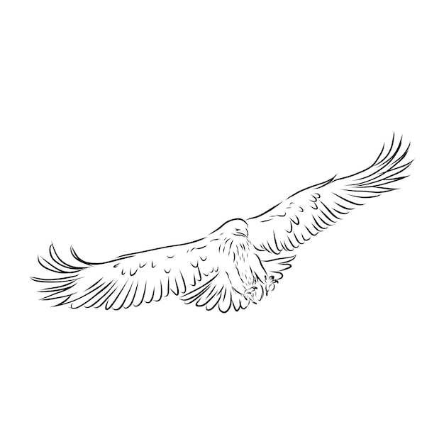 Vector eagle - hand drawn vector llustration realistic sketch