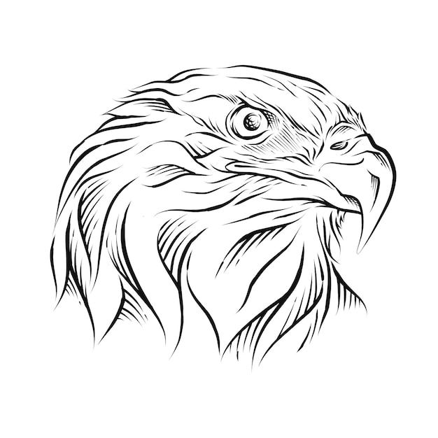 Eagle Head hand drawn illustration