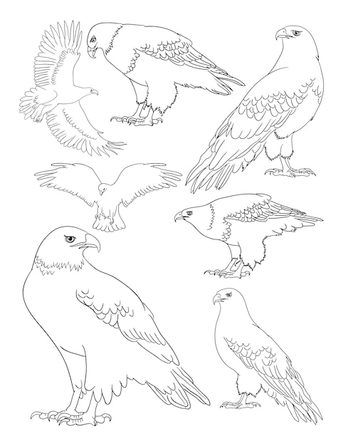 Eagle line art.