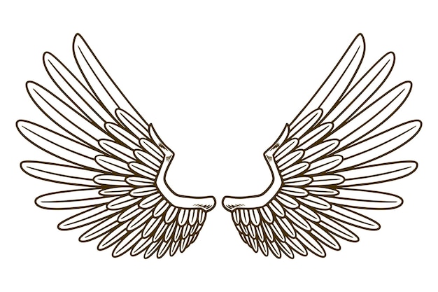 Eagle wing vector illustration