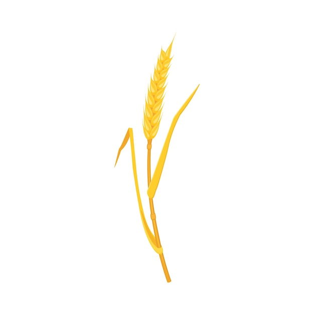 Ear wheat with spikes and an arcshaped stalk isolated on a white background