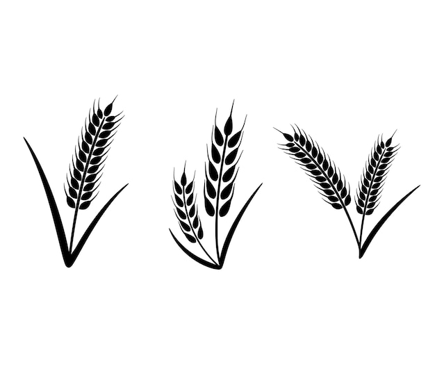 Ears of Wheat, Barley or Rye Vector graphic icons.