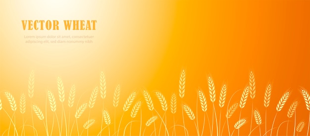 Ears of wheat in field horizontal border with the place for text.