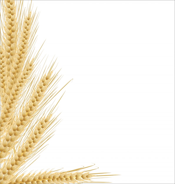 Ears of wheat on isolated white background