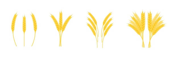 Ears wheat with grains of different shapes isolated on white background