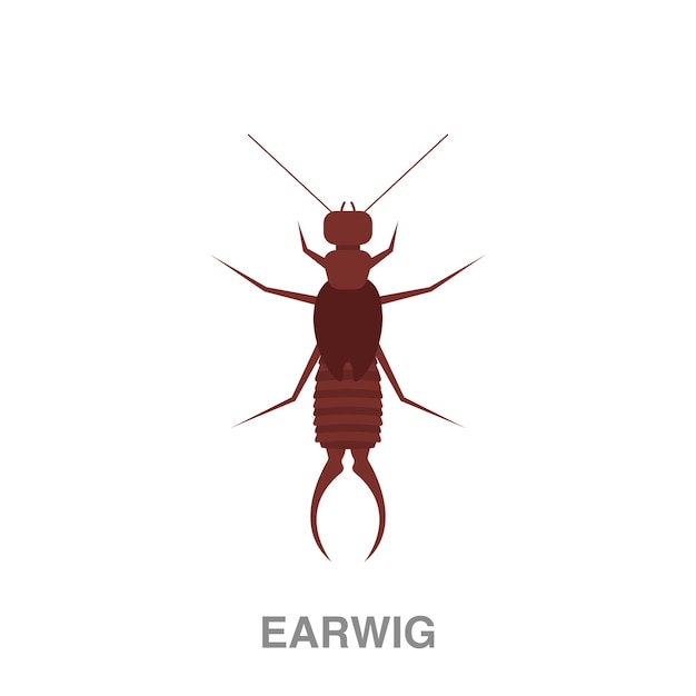 Earwing illustration on transparent background