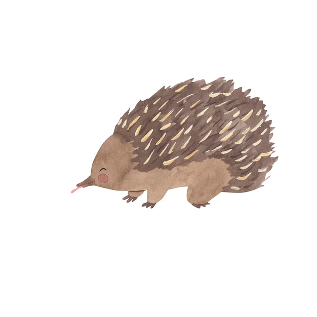 Echidna watercolor illustration for kids