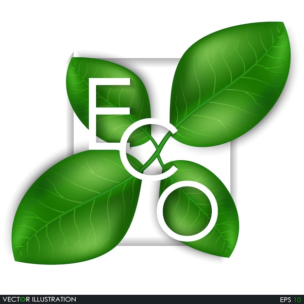 Eco the inscription of the leaves Leaves design elements Eco style Vector Illustration