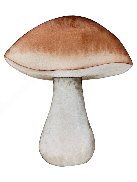 Edible mushroom watercolor vector botanical illustration