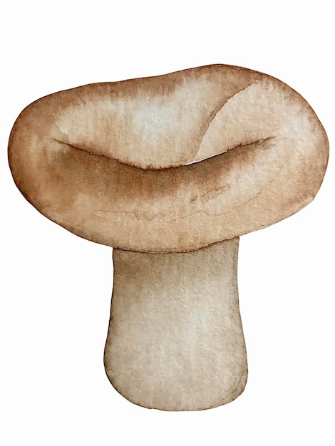 Edible mushroom watercolor vector botanical illustration