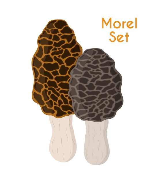 Vector edible mushrooms, morel