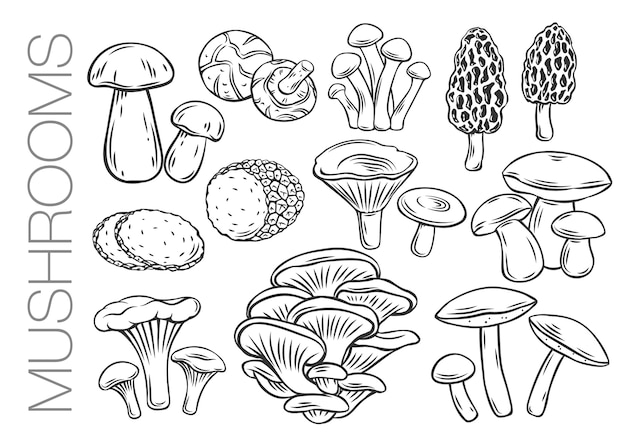 Edible mushrooms outline icons