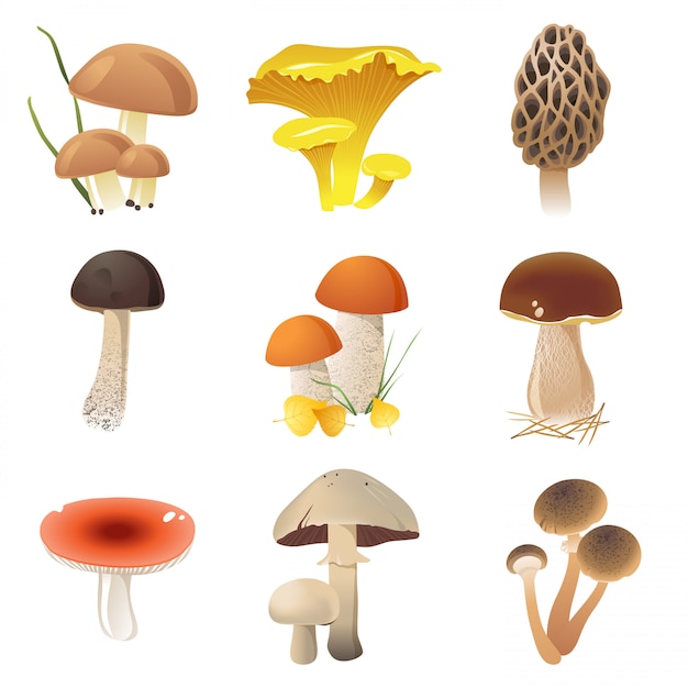 Edible mushrooms 