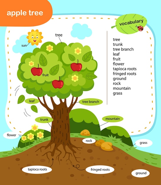 Education vocabulary apple tree vector illustration