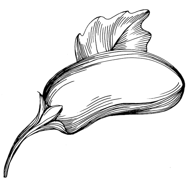 Eggplant Isolated hand drawn illustration