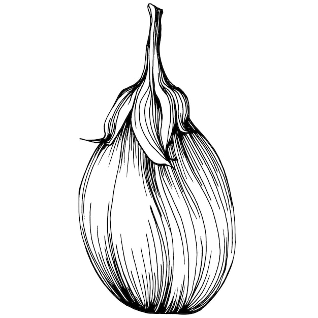 Eggplant Isolated hand drawn illustration