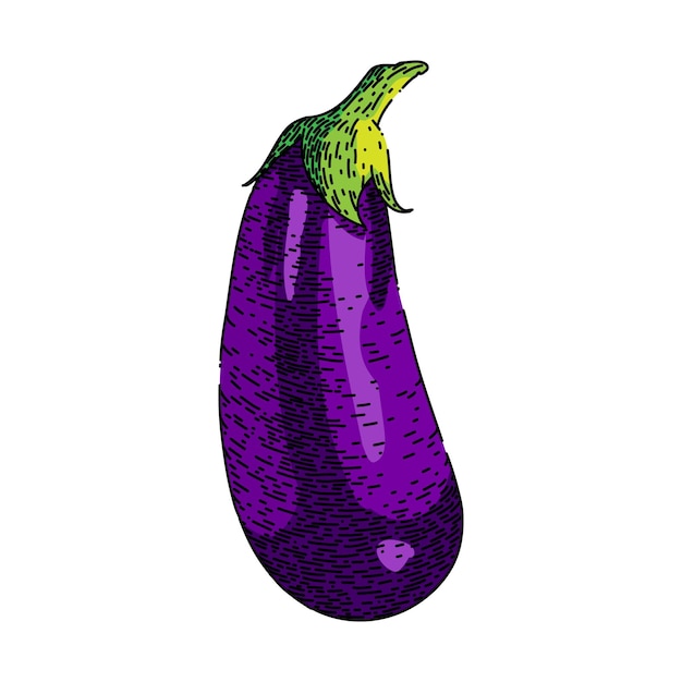 Eggplant purple aubergine sketch hand drawn vector