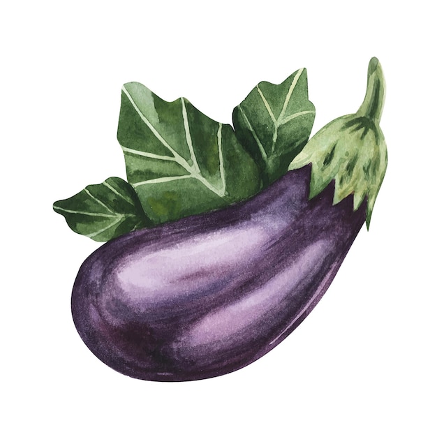 Eggplant watercolor illustration purple with green leaves