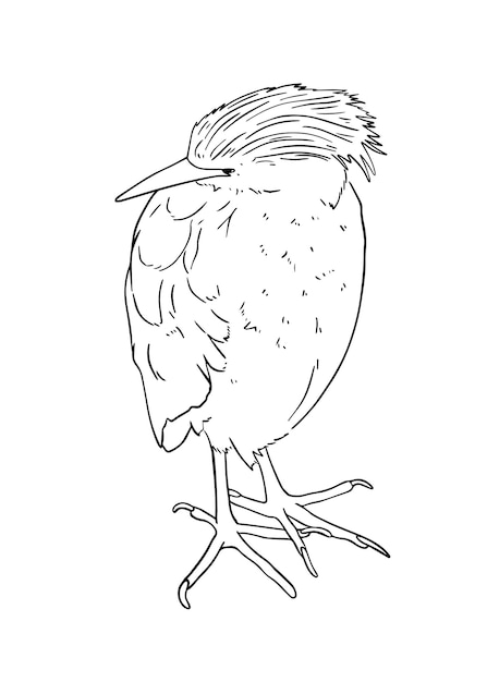 Egyptian heron bird with feathers and long beak animal doodle linear cartoon coloring