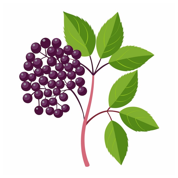 Vector elderberry branch isolated on white background elder or sambucus black berries with leaves