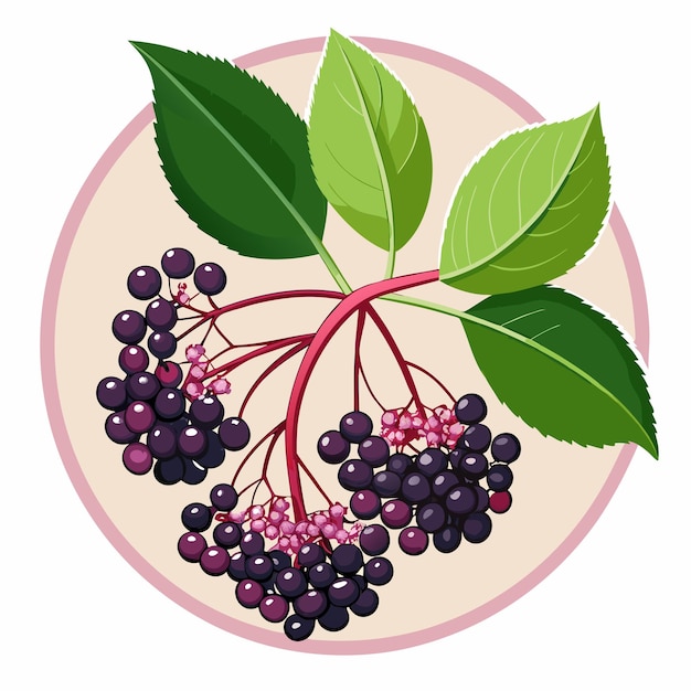 Vector elderberry branch with ripe berries and green leaves