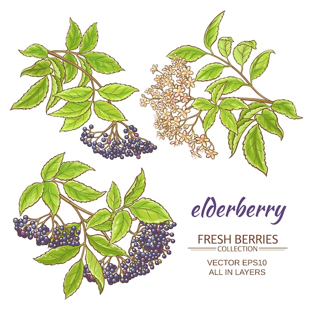 Elderberry branches vector set on white background