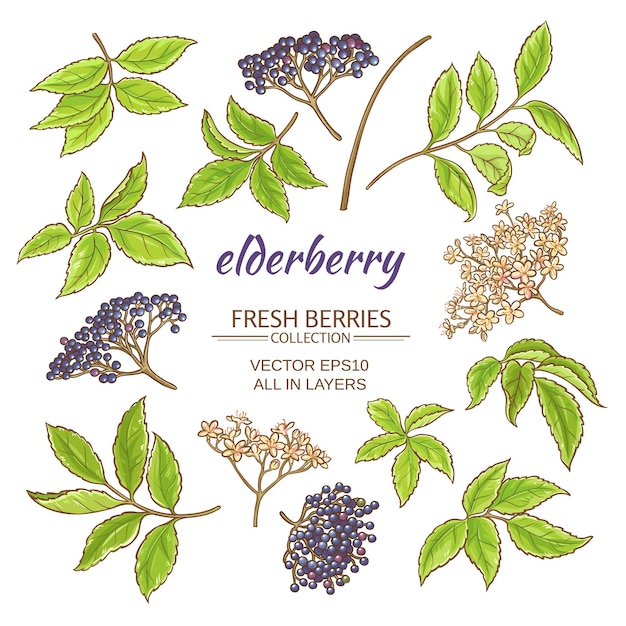 Elderberry elements vector set on white background