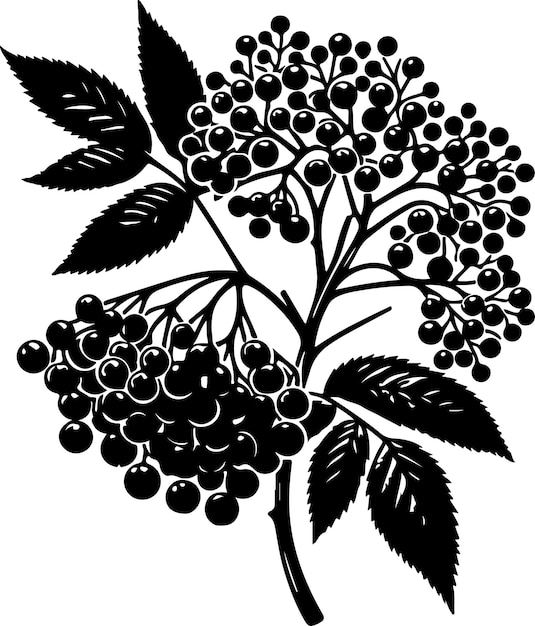 Elderberry fruit silhouette vector black color silhouette