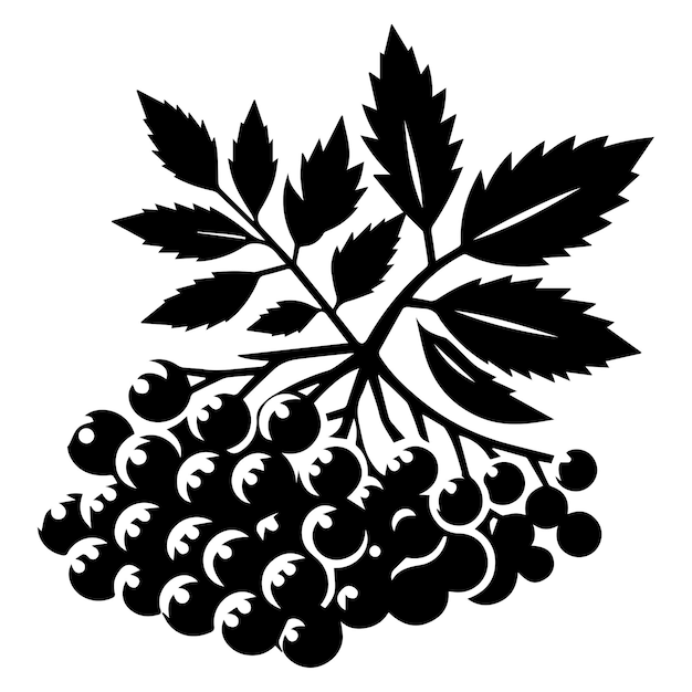 Vector elderberry silhouette isolated vector eps file