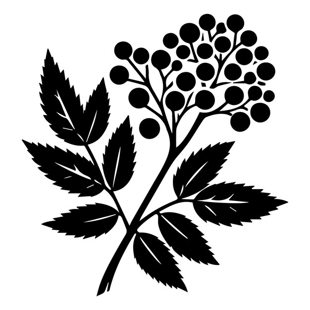 Vector elderberry silhouette isolated vector eps file