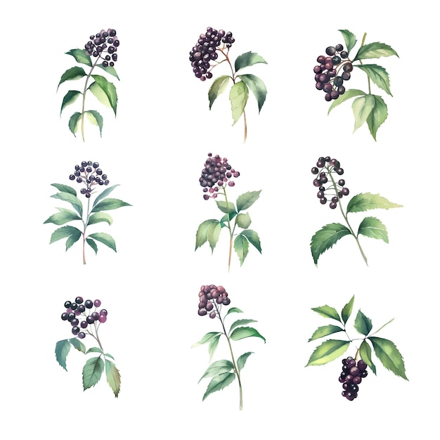 Vector elderberryset of watercolor illustrations of black elderberry hand drawn illustration