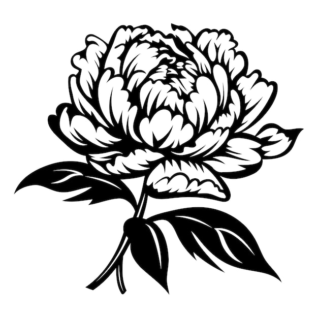 Vector elegant black and white illustration of a single peony flower perfect for adding a touch of floral beauty to your designs