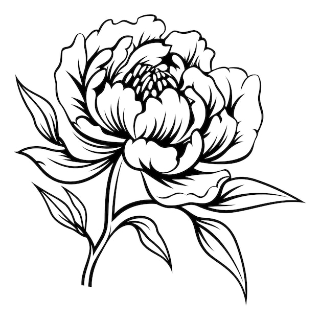 Vector elegant black and white line drawing of a single peony flower