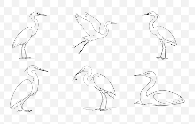 Vector elegant egret line art vector set with detailed illustrations for creative projects and design