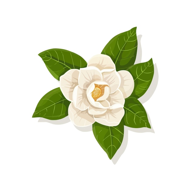 Vector elegant gardenia flower icon flat on white isolated background vector design