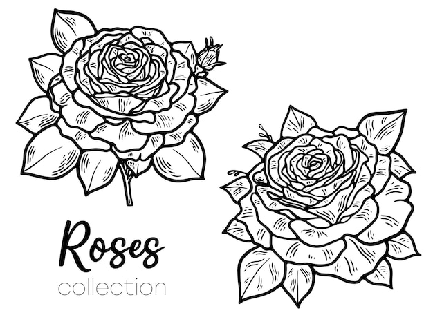 Elegant hand drawn floral roses element collection