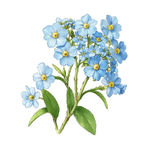 Vector elegant largeflowered forgetmenot myosotis latifolia old engraved vector flower