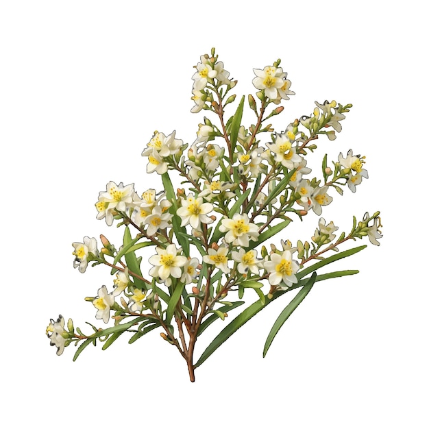 Elegant Lemon Scented Waxflower Chamelaucium Flower Vector Art Editable for Freepik