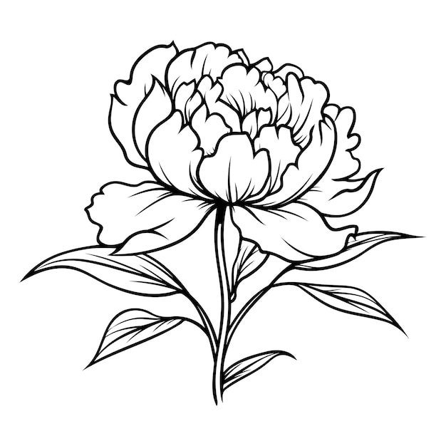 Vector elegant line art drawing of a single peony flower in bloom