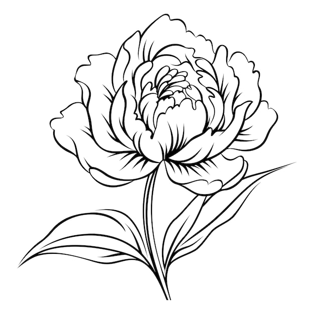 Vector elegant line art illustration of a single peony flower with leaves perfect for tattoos wedding invitations or floral design projects