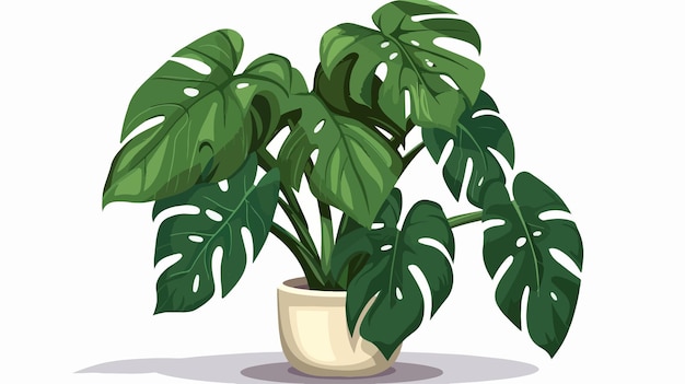 Elegant Monstera Adansonii Plant Illustration for Indoor Decor