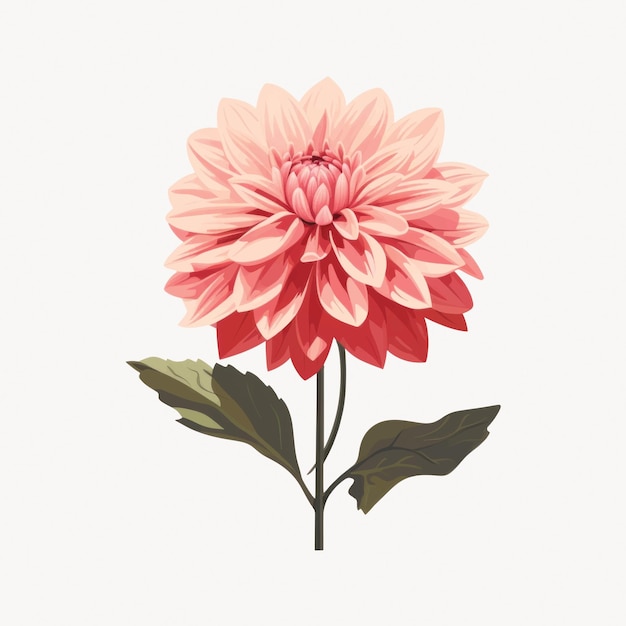 Vector elegant pink dahlia flower illustration